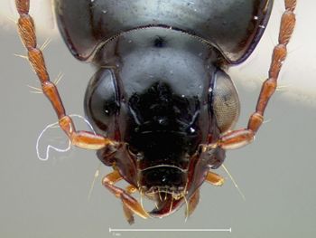 Media type: image;   Entomology 22486 Aspect: head dorsal view